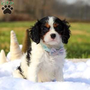 Benjie, Cavalier King Charles Spaniel Puppy